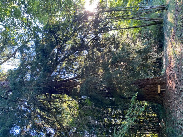 map/images/trees/002061_68f63f4595985.jpg