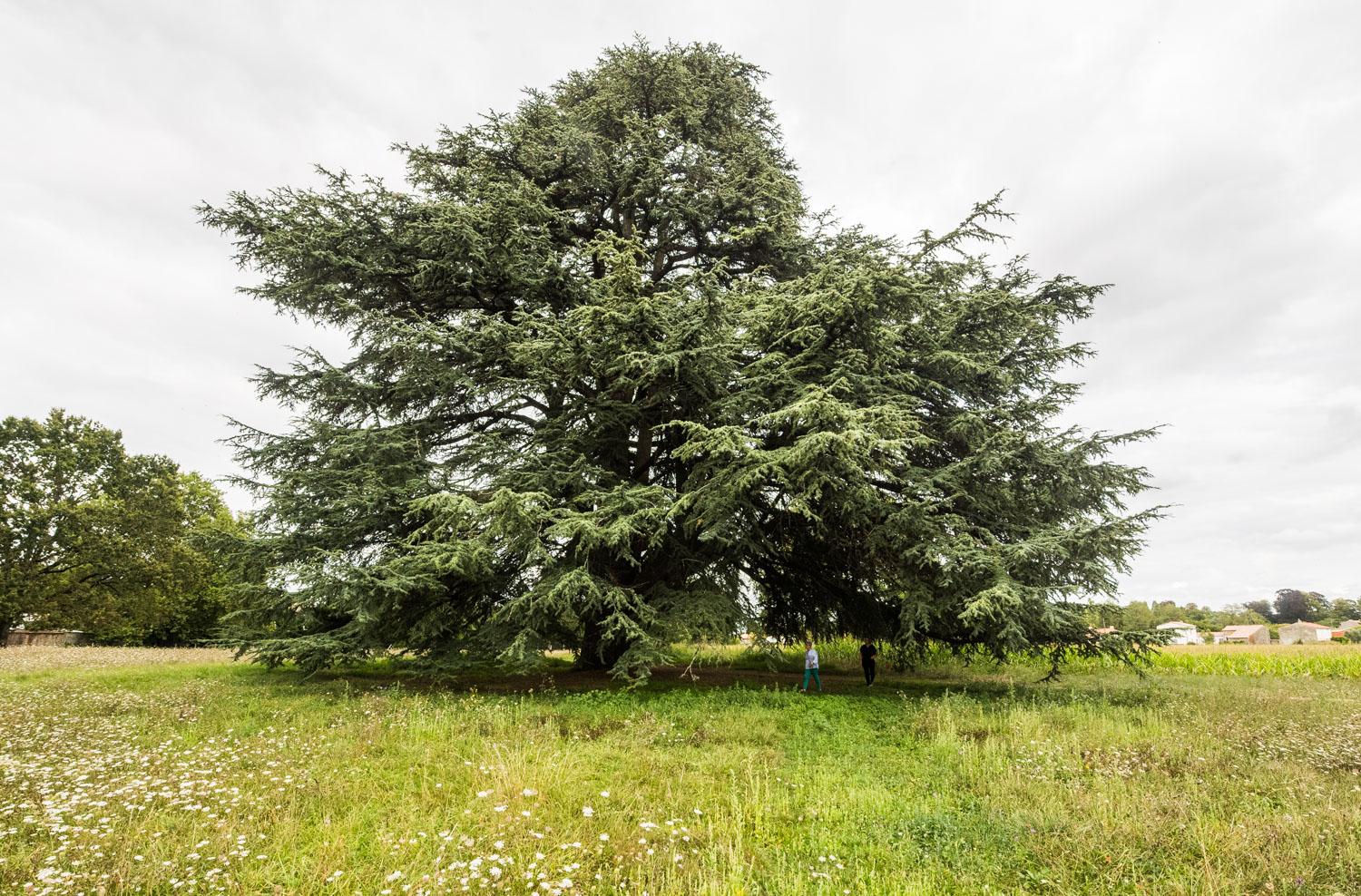 map/images/trees/002063_68cd10ae5f5c7.jpg