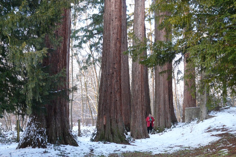 map/images/trees/002071_68f654c28f151.jpg